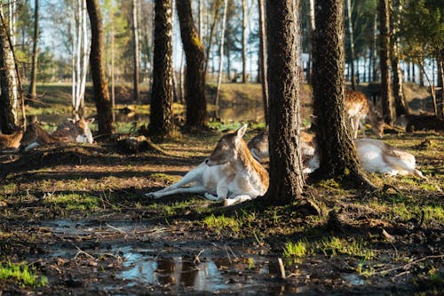 Бесплатное стоковое фото с болото, деревья, лес