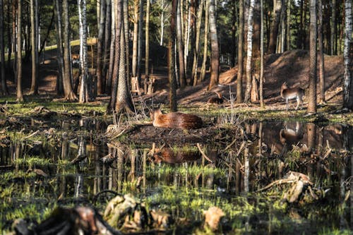 Gratis stockfoto met bomen, Bos, dieren in het wild