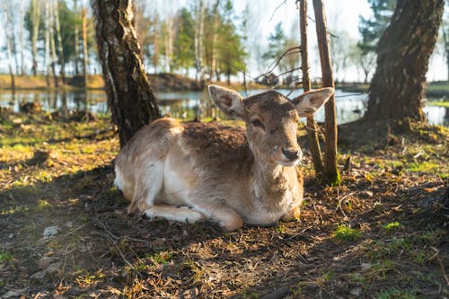 A deer laying down in the grass near a lake