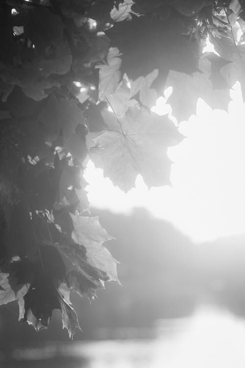 Darmowe zdjęcie z galerii z czarno-biały, kwitnąć, liście