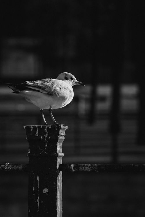 Free Monochrome photo of a seagull perched, showcasing selective focus. Stock Photo