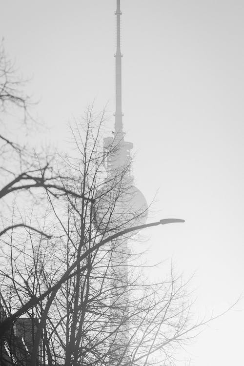 Imagine de stoc gratuită din arbore, cădere, ceață