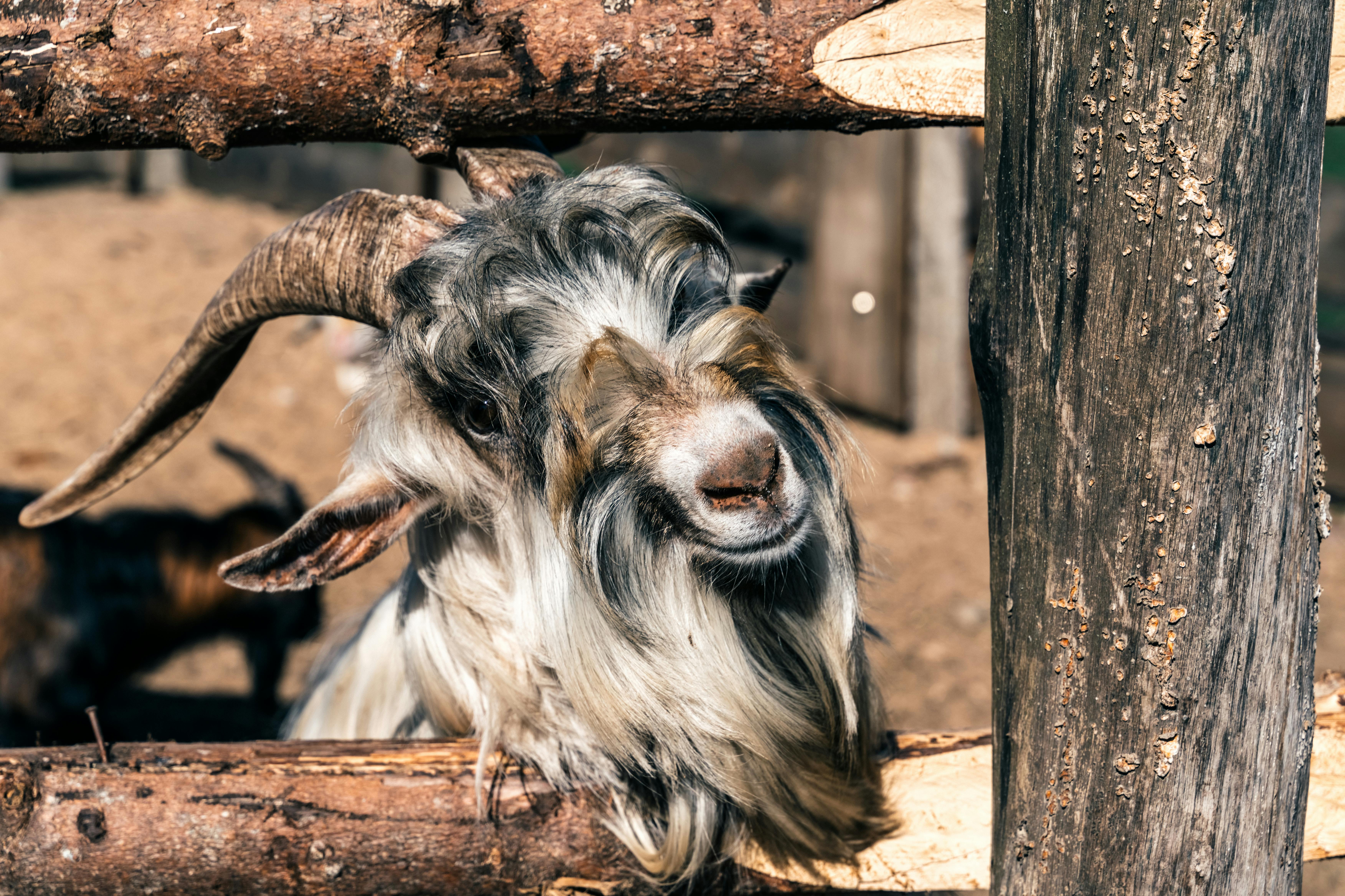 Gratuit Photos gratuites de agriculture, animal, animal à cornes Photos