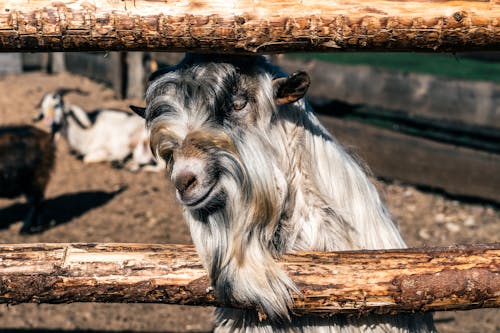 動物攝影, 可愛, 哺乳動物 的 免费素材图片