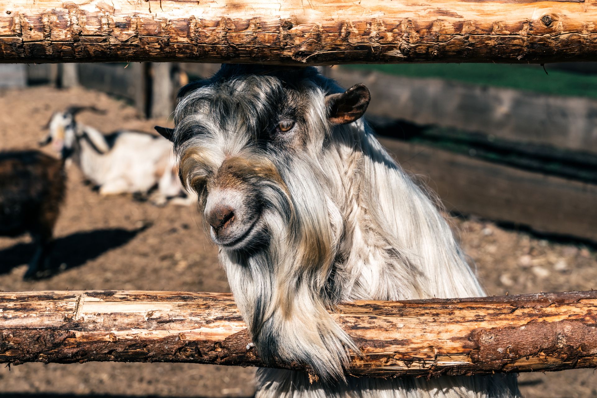 Cashmere Goat by Wooden Fence on Farm
