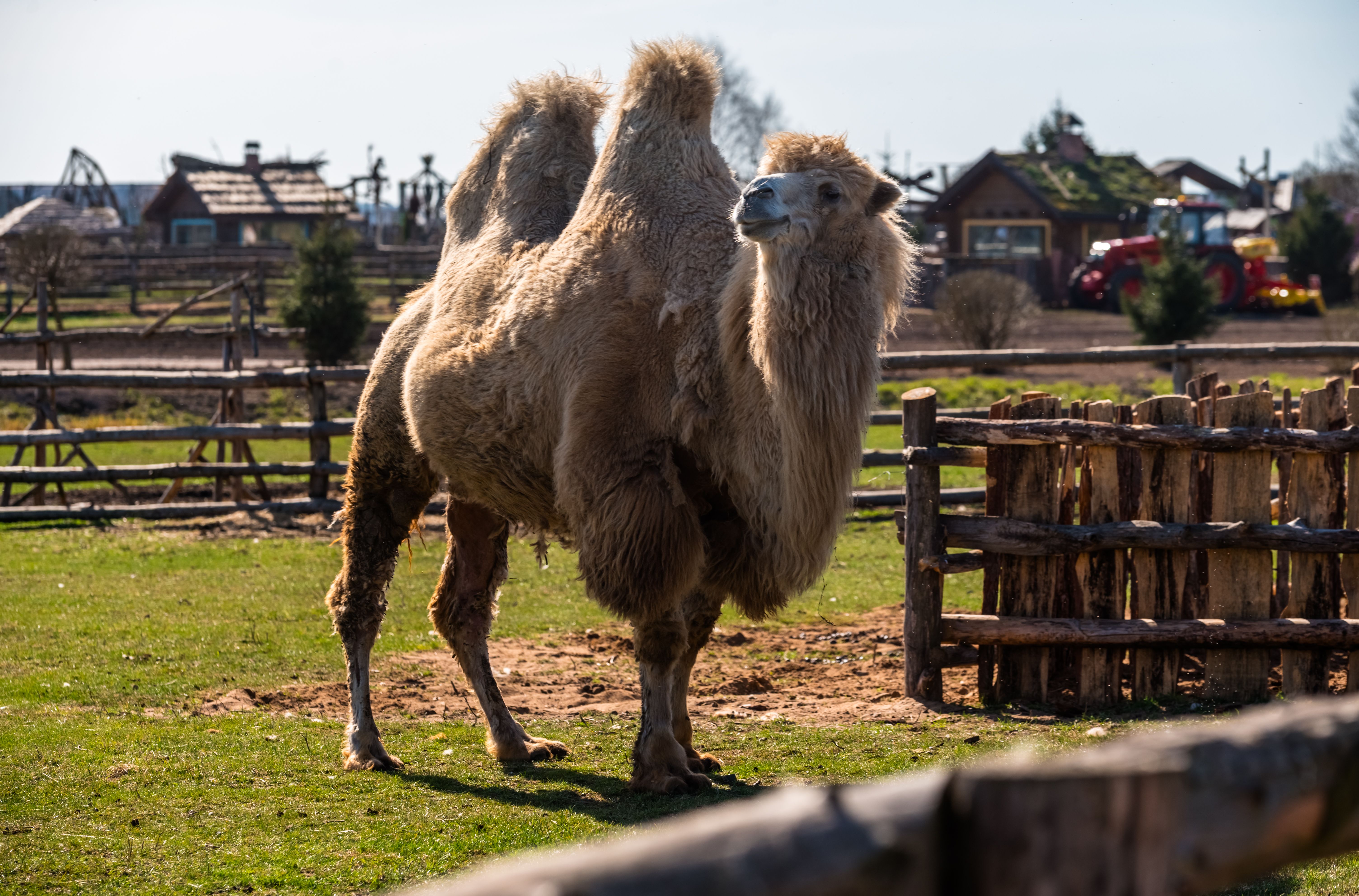 A Bactrian camel stands in a sunny farm enclosure surrounded by rustic wooden fences.