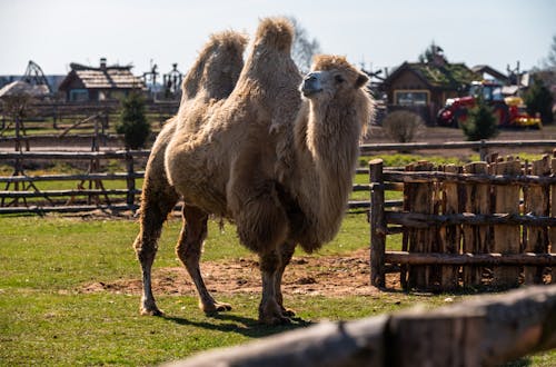 動物, 動物園, 可愛 的 免费素材图片