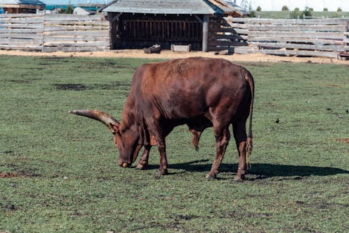 Foto profissional grátis de ankole-watusi, chácara, chifres