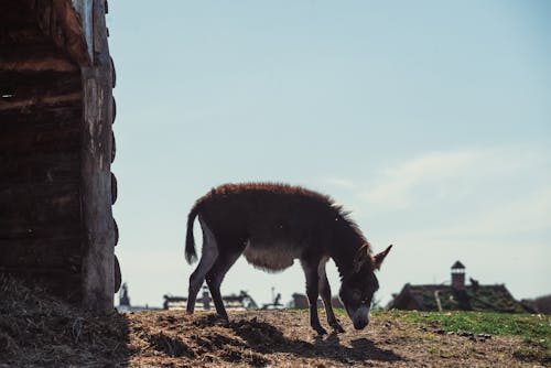 Darmowe zdjęcie z galerii z fotografia zwierzęcia, gospodarstwo, muł