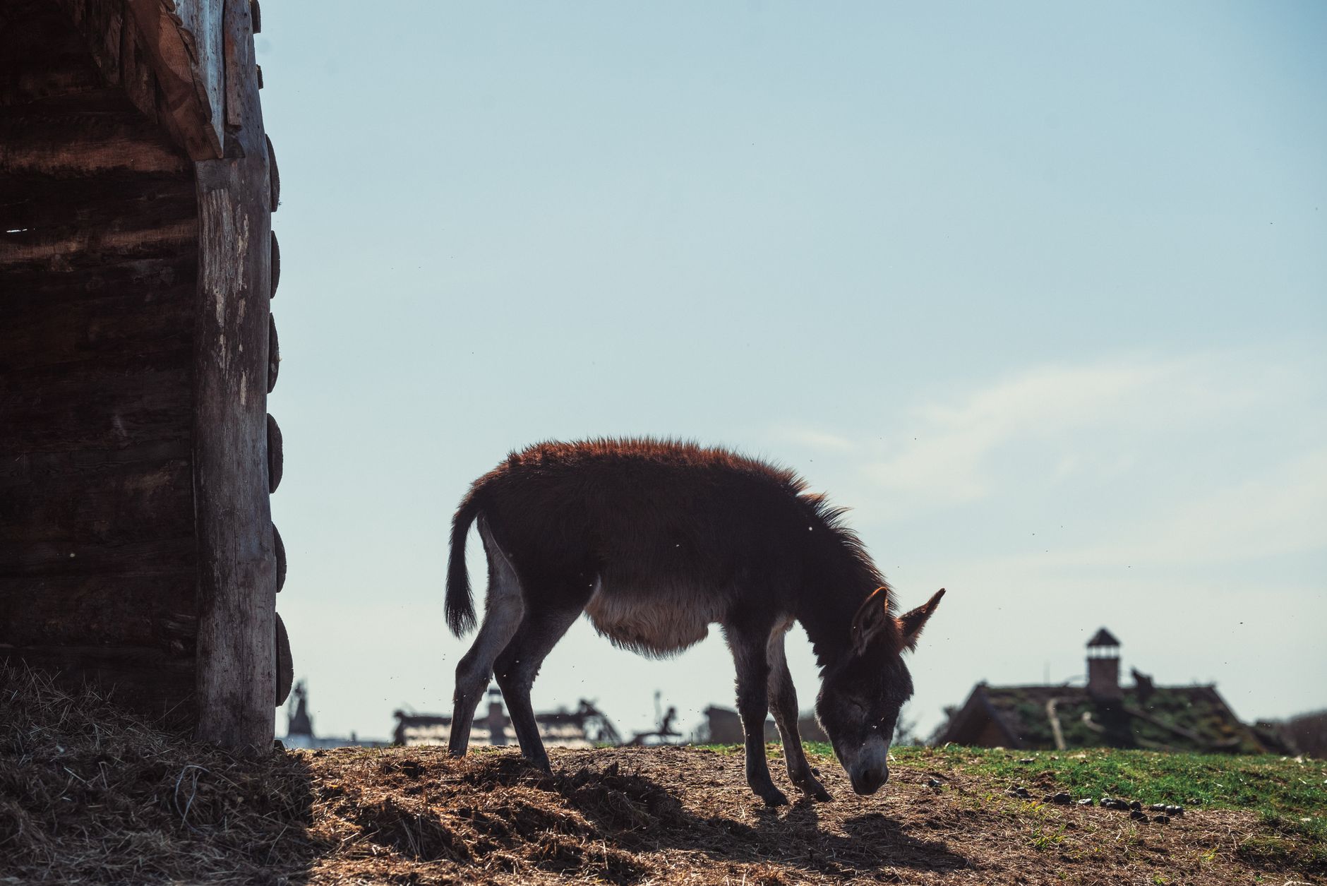 Donkey Milk: A Centuries-Old Secret for Health and Beauty?