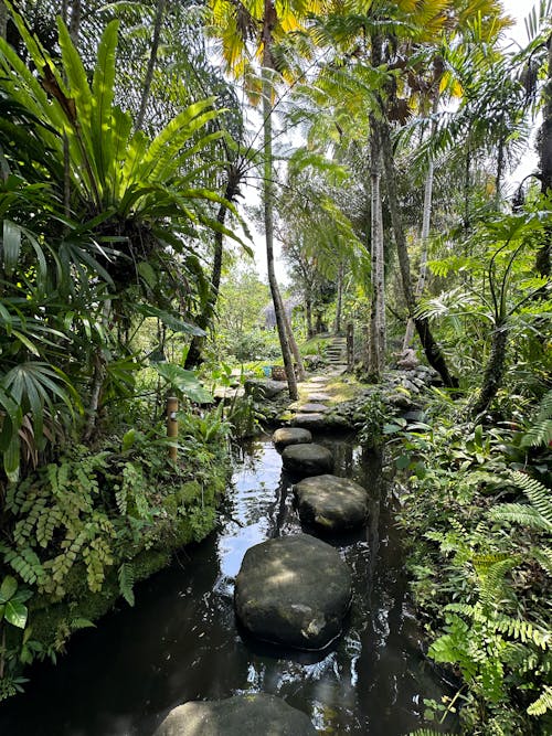 A stream runs through a jungle with rocks