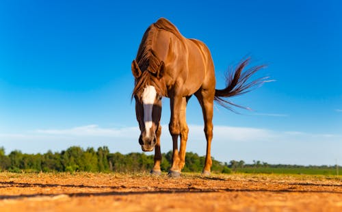 Beautiful Brown Horse On Ranch