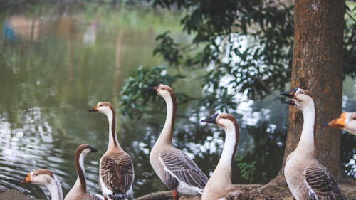 Kostenloses Stock Foto zu bäume, feder, herde