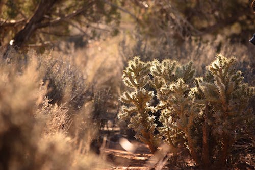 Ilmainen kuvapankkikuva tunnisteilla auringonvalo, havupuinen, kaktus