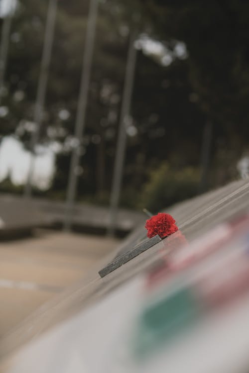 Red Flower on a Grave 