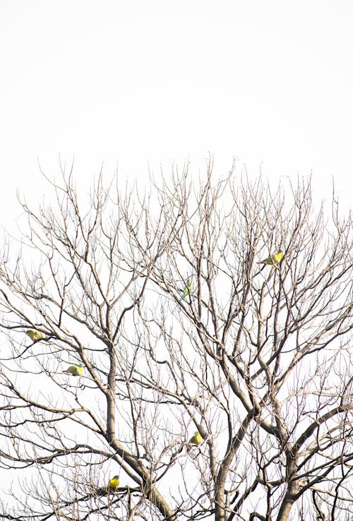 Green Pigeons in Tree