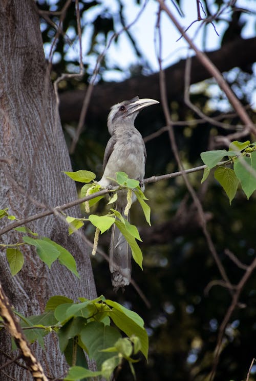 The Indian Gray Hornbill Perching on a Branch 