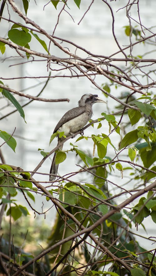 A bird is perched on a branch in a tree