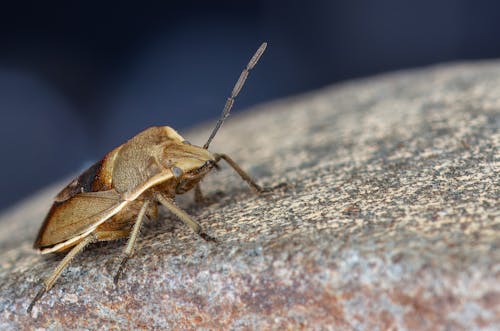 A brown bug on a rock with a blue background