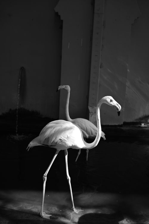 Free Elegant black and white photo of flamingos in Hua Hin, capturing tranquil reflections. Stock Photo