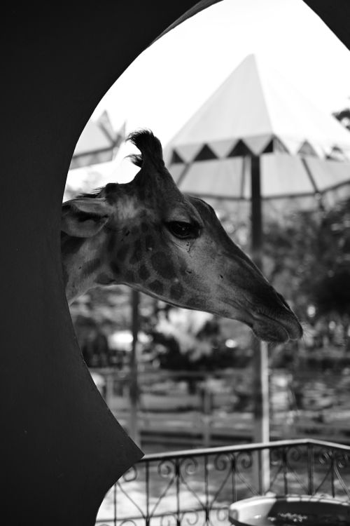 Free Giraffe Stock Photo