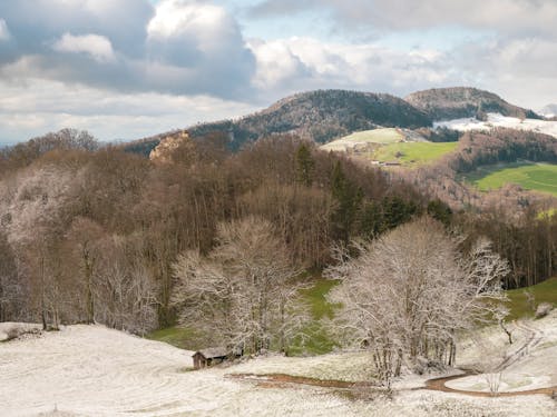 Foto d'estoc gratuïta de arbres, assolellat, bosc