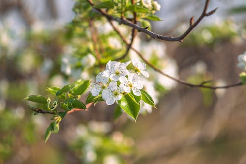 Kostnadsfri bild av blomning, fjäder, grenar