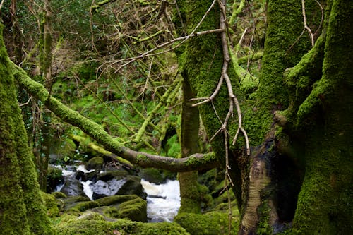 A stream running through a forest with moss on the trees