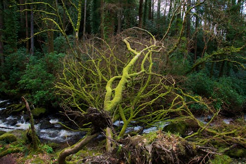 A tree with moss growing on it in the woods