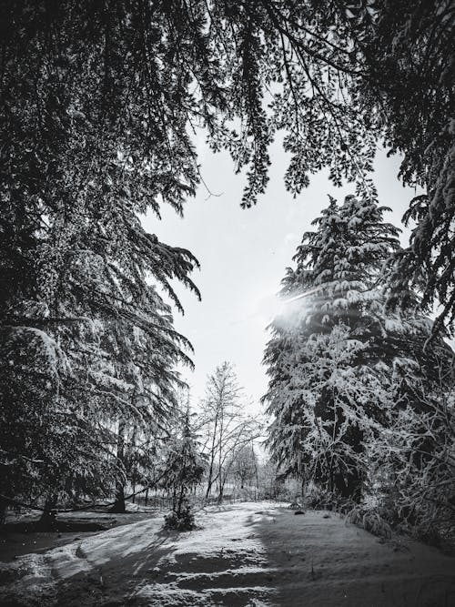 A black and white photo of a snowy forest