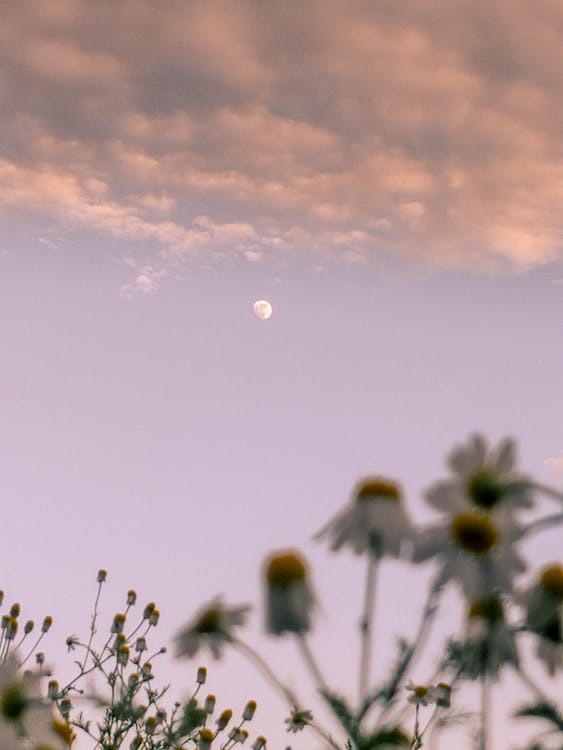 Immagine gratuita di ambiente, campo, cielo