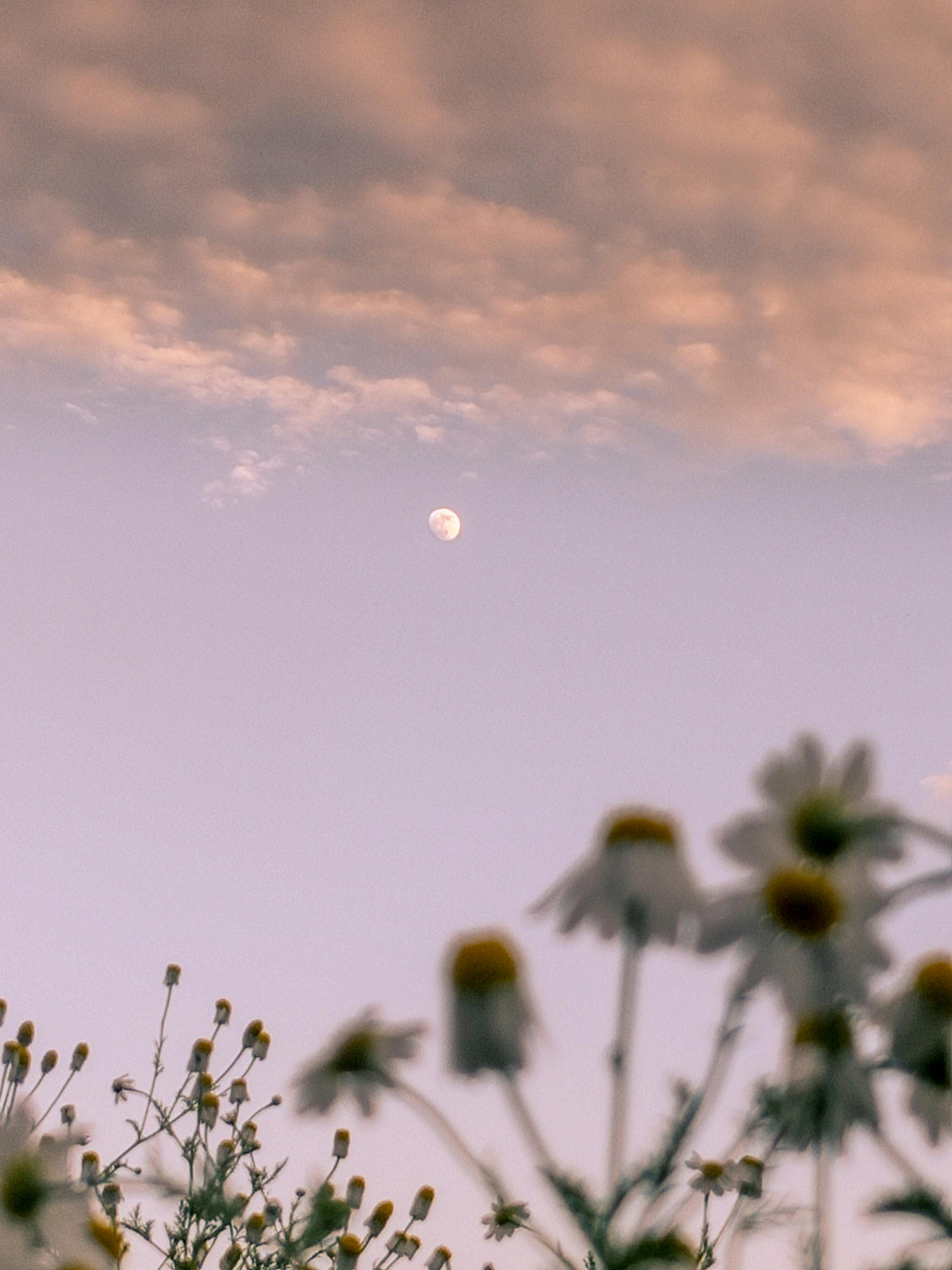 Sky Li Photos, Download The BEST Free Sky Li Stock Photos & HD Images