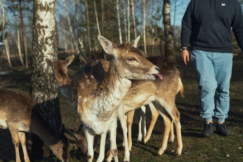 Ingyenes stockfotó állatok, bizalom, dámvadtehén témában