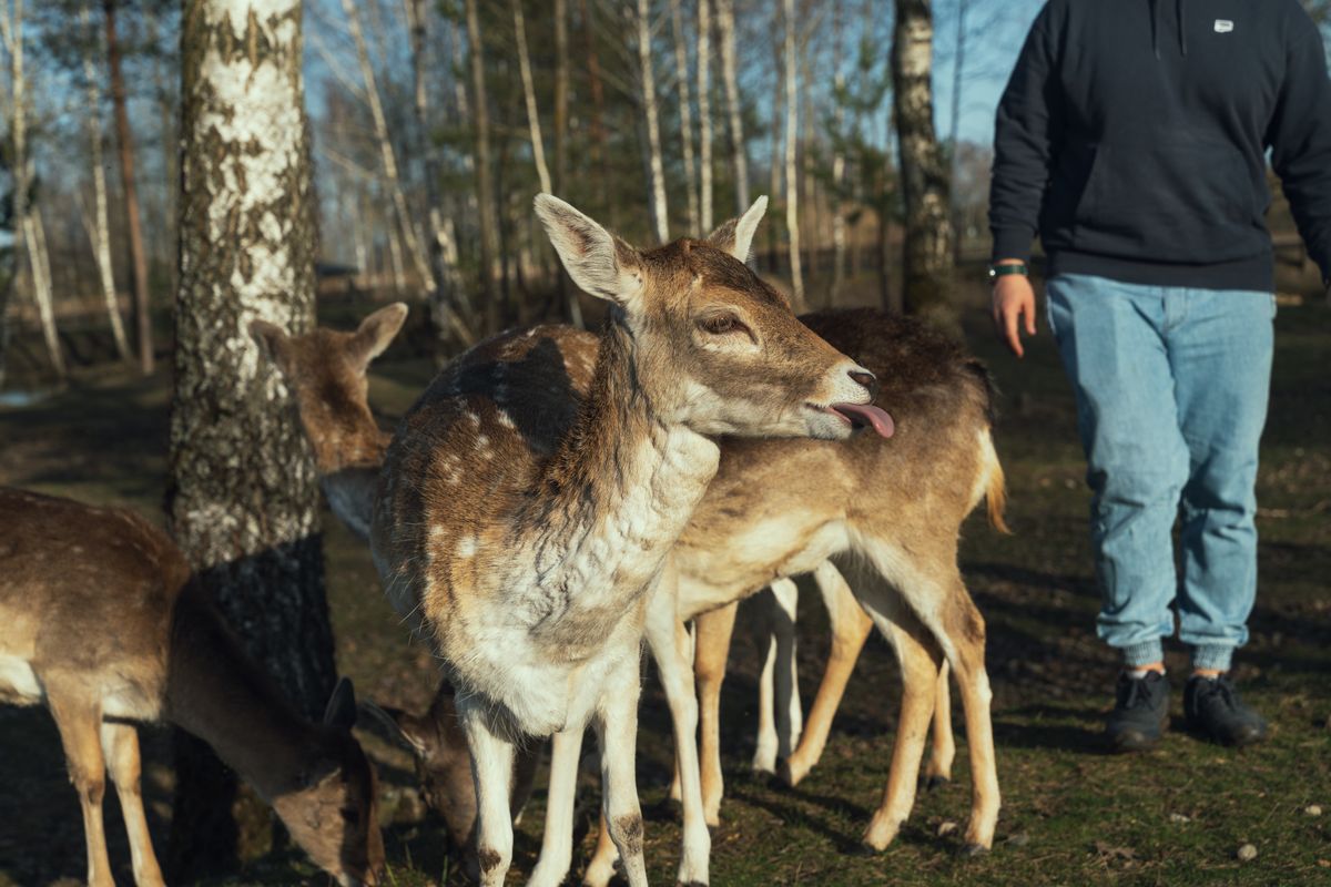 Personne observant un groupe de cervidés en forêt, photo d’illustration