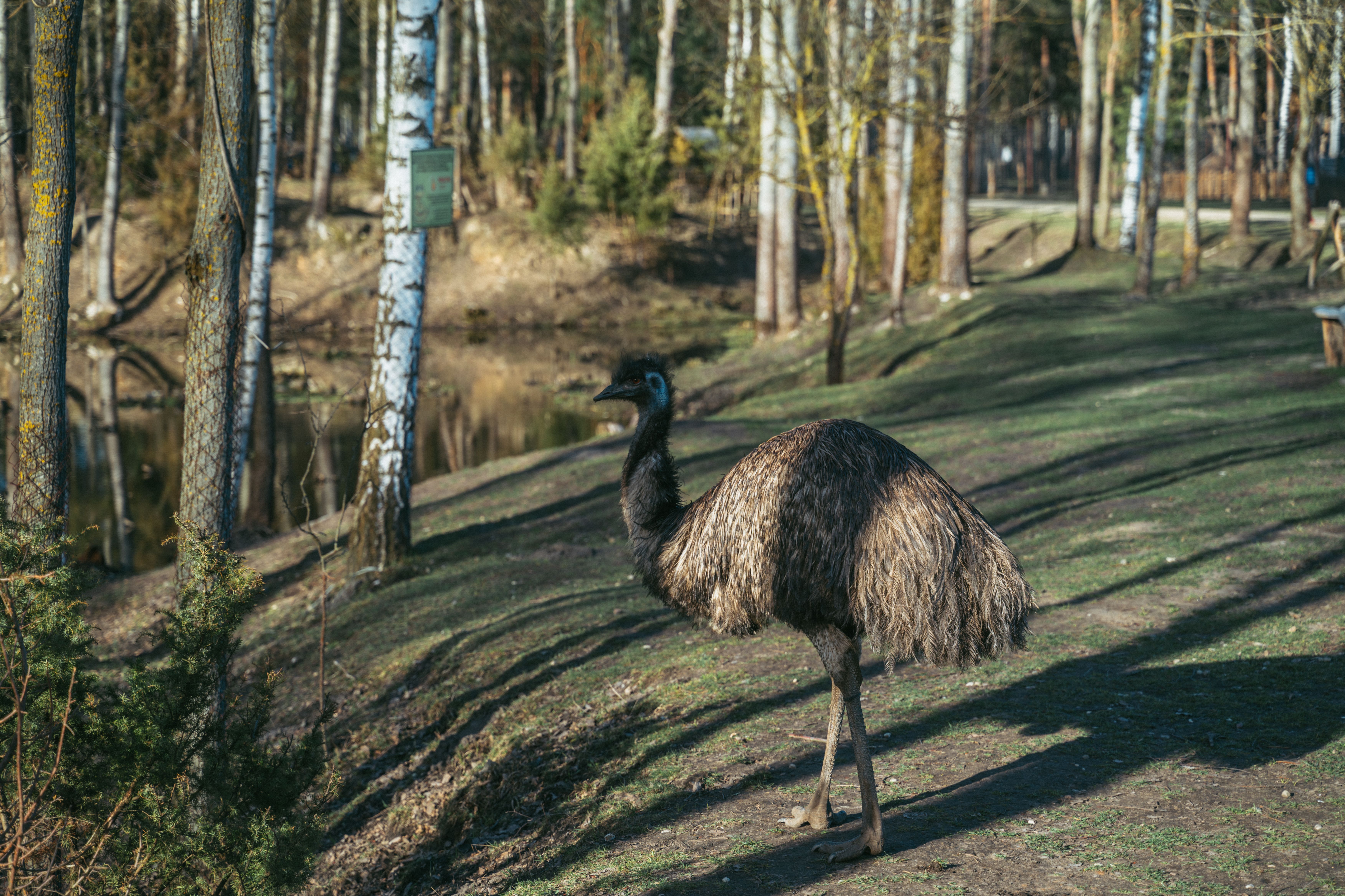 Can a kangaroo and Emu walk backwards? - The Institute for ...