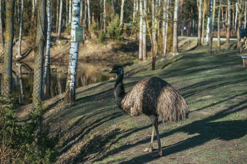 Imagine de stoc gratuită din codru, emu, faună sălbatică