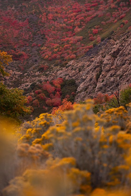 A mountain with colorful fall foliage and a river