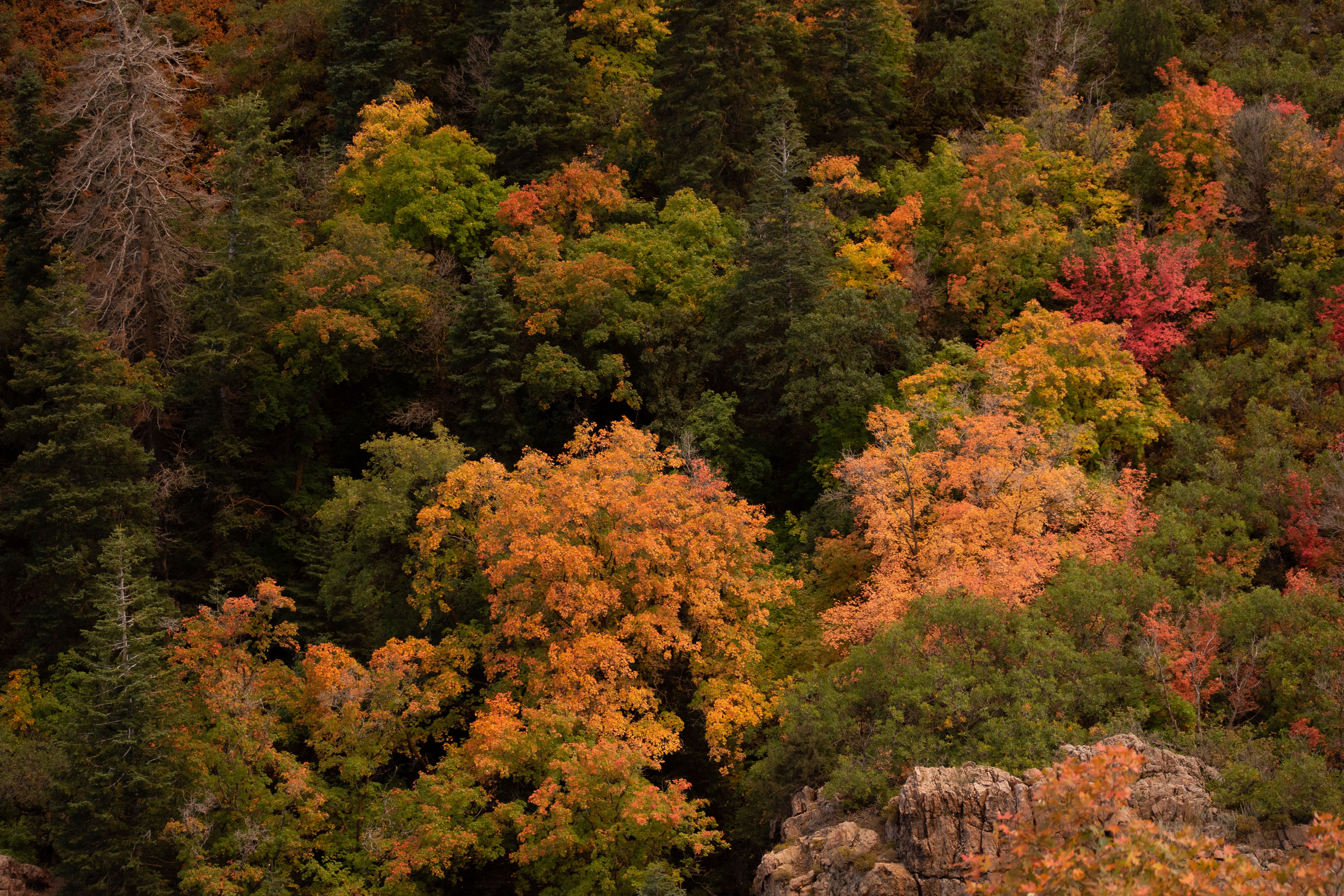 Explore the breathtaking fall colors of Brighton, Utah, featuring vibrant oranges and greens in a lush forest landscape.