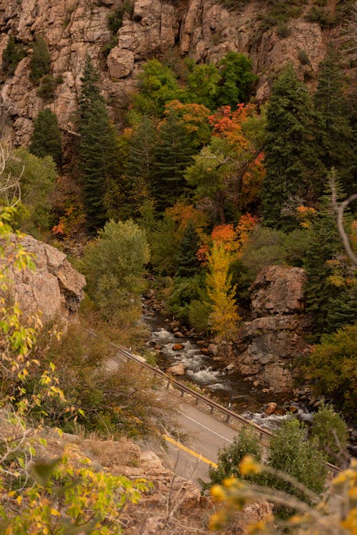 A scenic view of a road and trees in the mountains