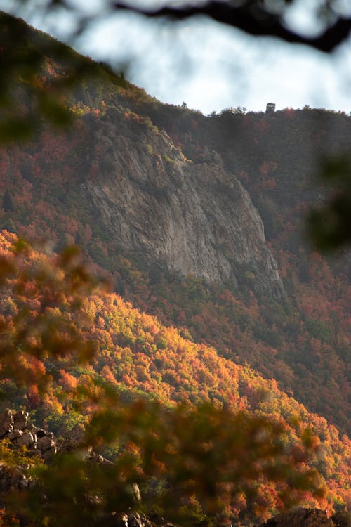 A mountain with a tree in the foreground