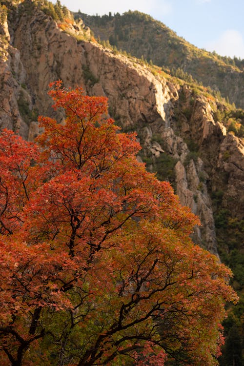 A tree with colorful leaves in front of a mountain