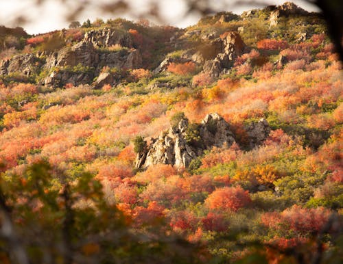 가을, 골드, 골짜기의 무료 스톡 사진