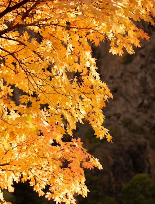 Autumn leaves in the mountains