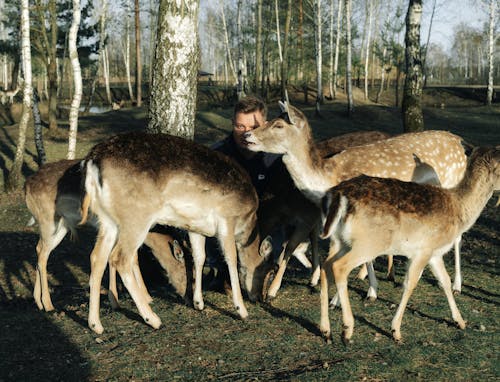 Základová fotografie zdarma na téma divočina, divoký, dřevěný