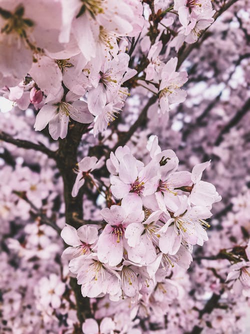 A close up of a pink cherry blossom tree