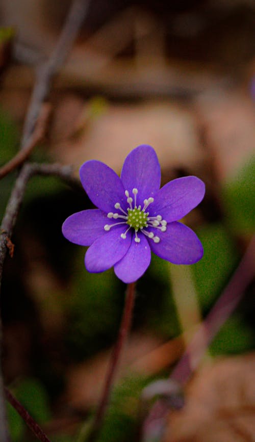 Ilmainen kuvapankkikuva tunnisteilla anemone americana, hauras, lähikuva