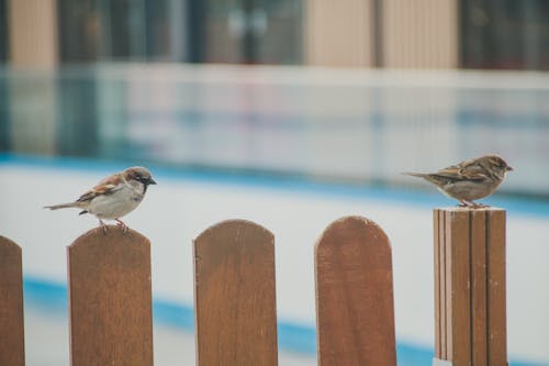 Ilmainen kuvapankkikuva tunnisteilla aita, eläimet, höyhen