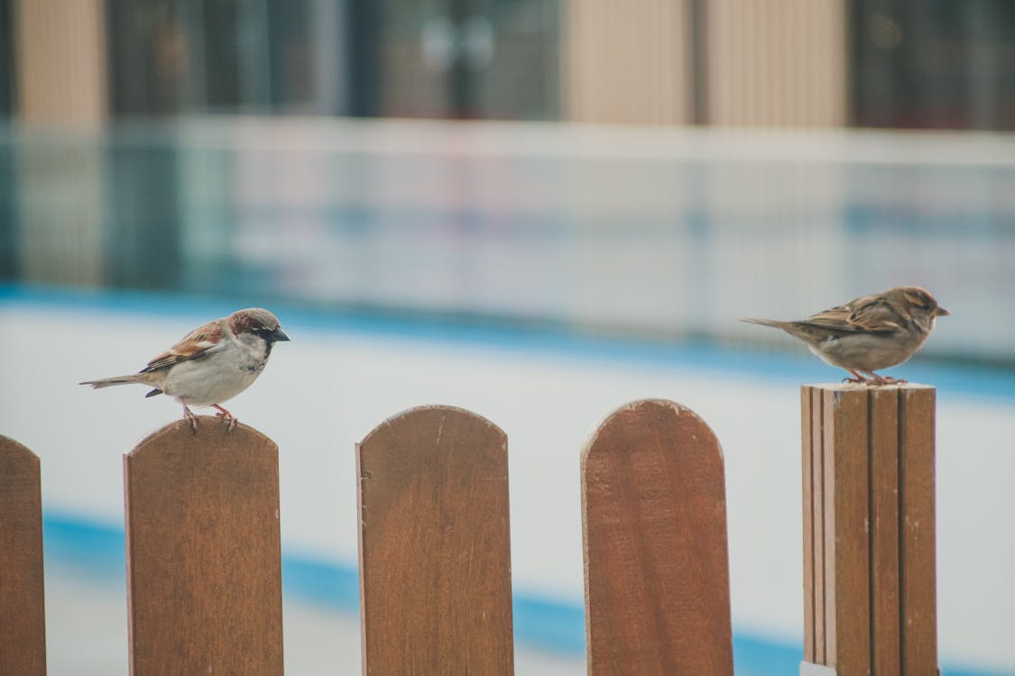 Základová fotografie zdarma na téma divoký, dřevěný, dřevo