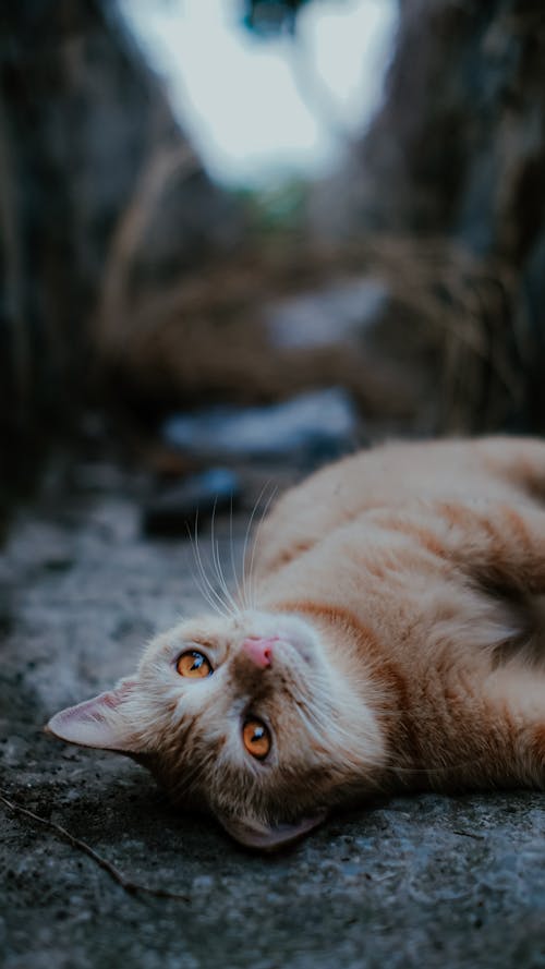 Gratis arkivbilde med dyrefotografering, ligge, oransje katt