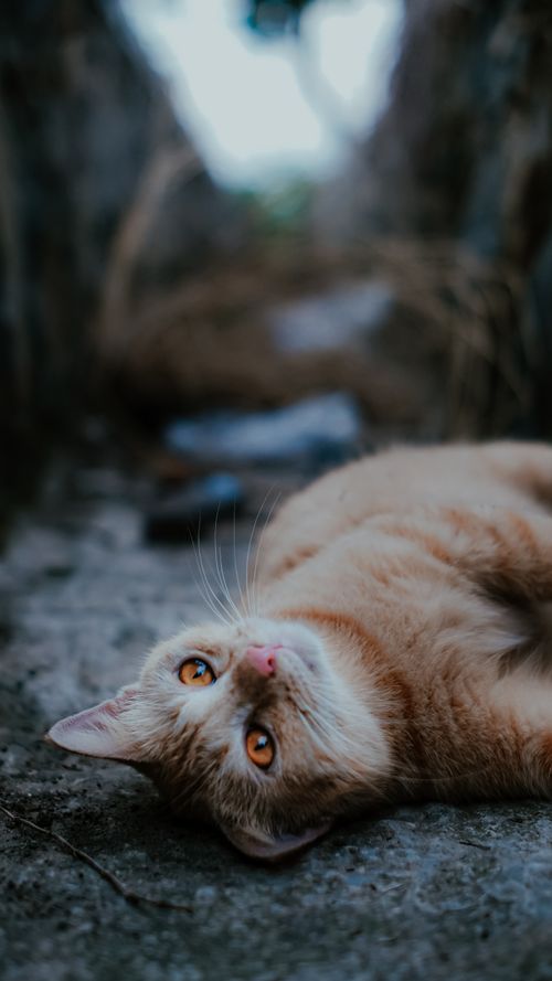Free A cute orange cat with bright eyes lying on the ground, enjoying a relaxed moment outdoors. Stock Photo